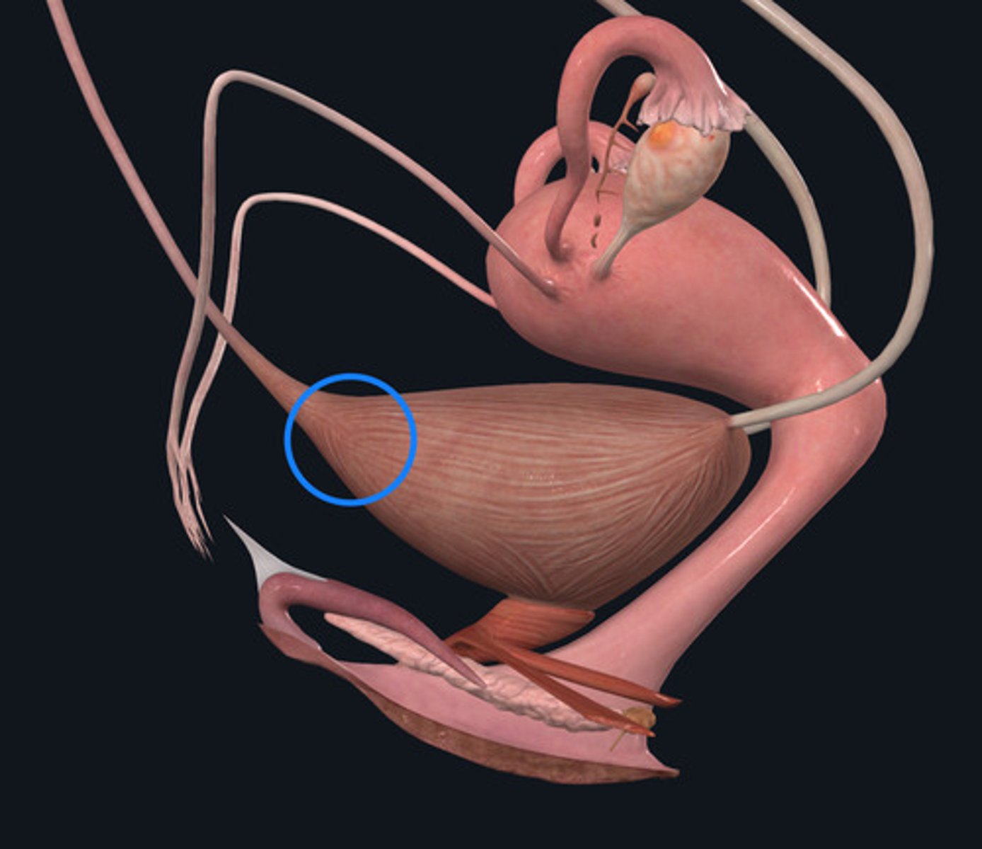<p>ID Structural Landmark Circled Blue</p>