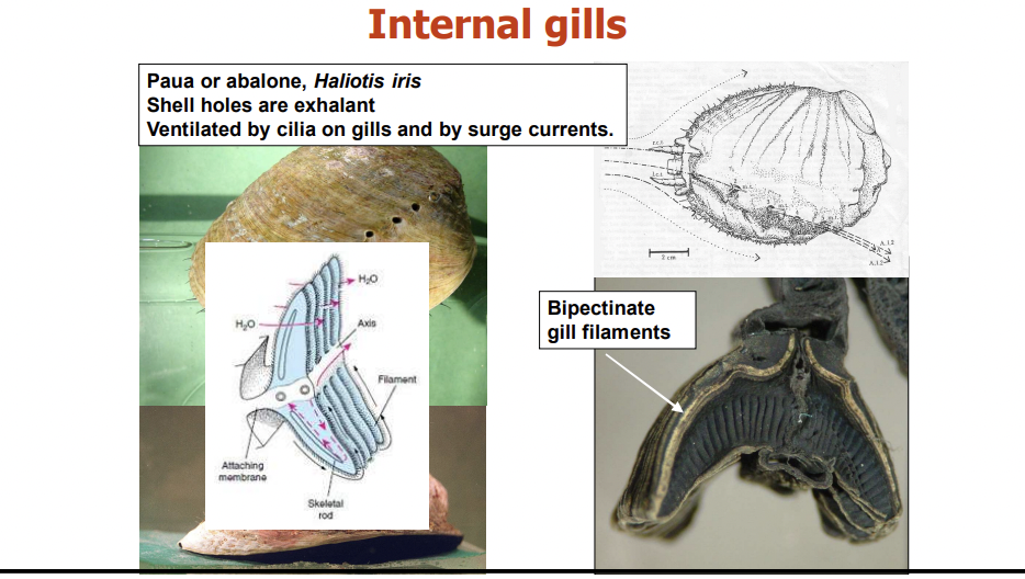 <p>Bipectinate gill filaments.</p>