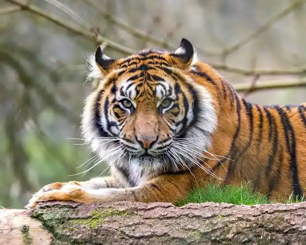 <p>Tiger</p>