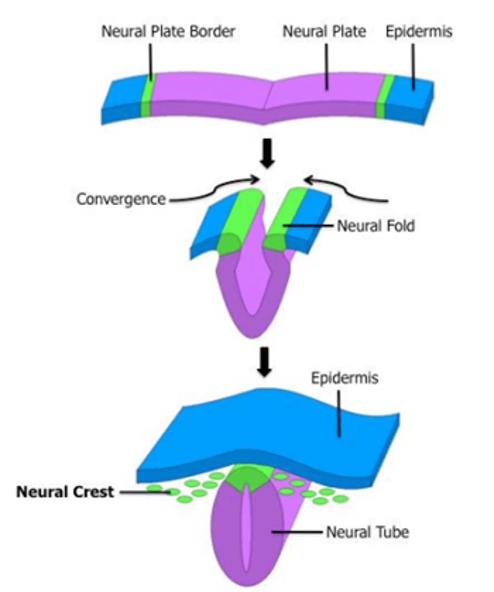 <p><span style="text-decoration:underline">peripheral neurons and glia</span></p>