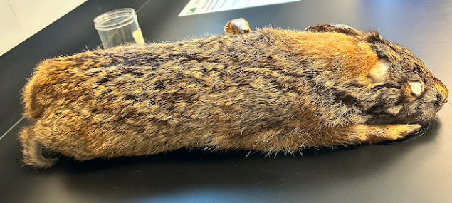 <p>Family?</p><p>Genus?</p>