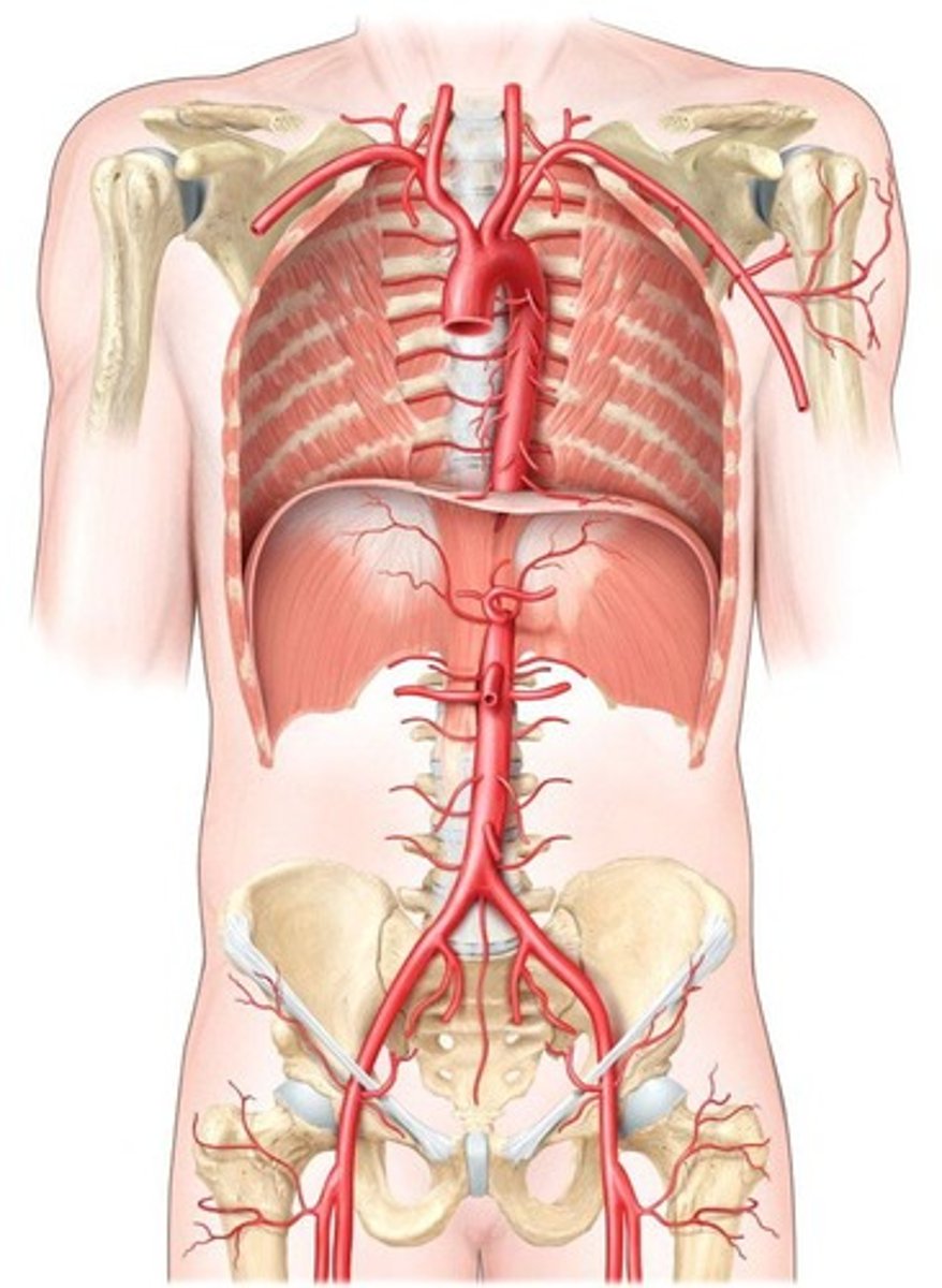 <p>Blood vessels that carry blood away from the heart, typically rich in oxygen.</p>