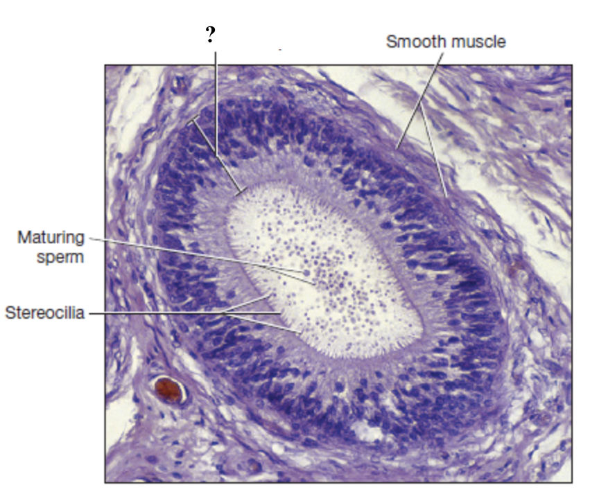 <p> epididymis mucosal lining</p>