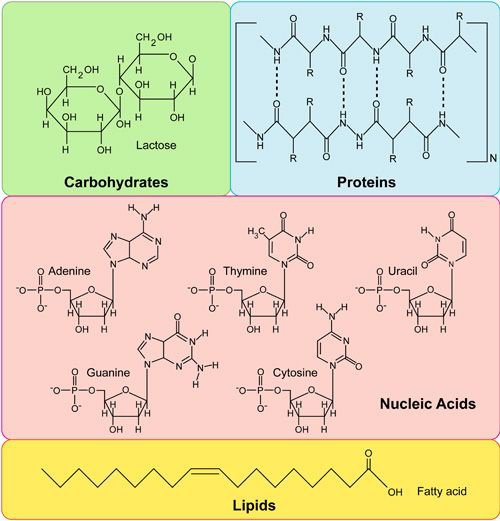 There are four types of biological macromolecules: **carbohydrates, lipids, proteins and nucleic acids**