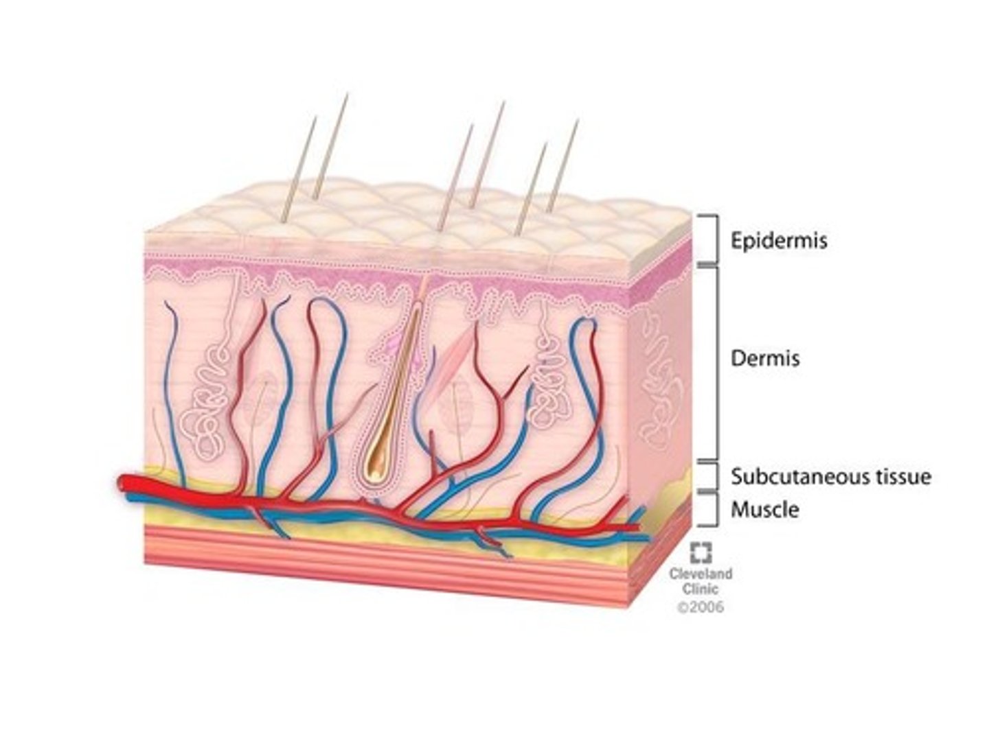 <p>Dermis</p>
