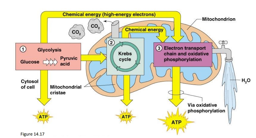 Metabolic Pathways