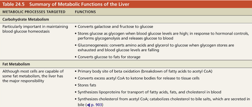 <p>Summary of metabolic functions of liver </p>