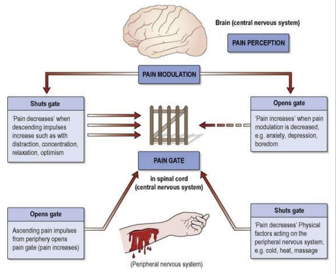 <p><span style="background-color: transparent;"><span>non-painful sensations can override and reduce painful sensations, so we can interfere with the pain transmission process and modulate responses via distraction</span></span></p>