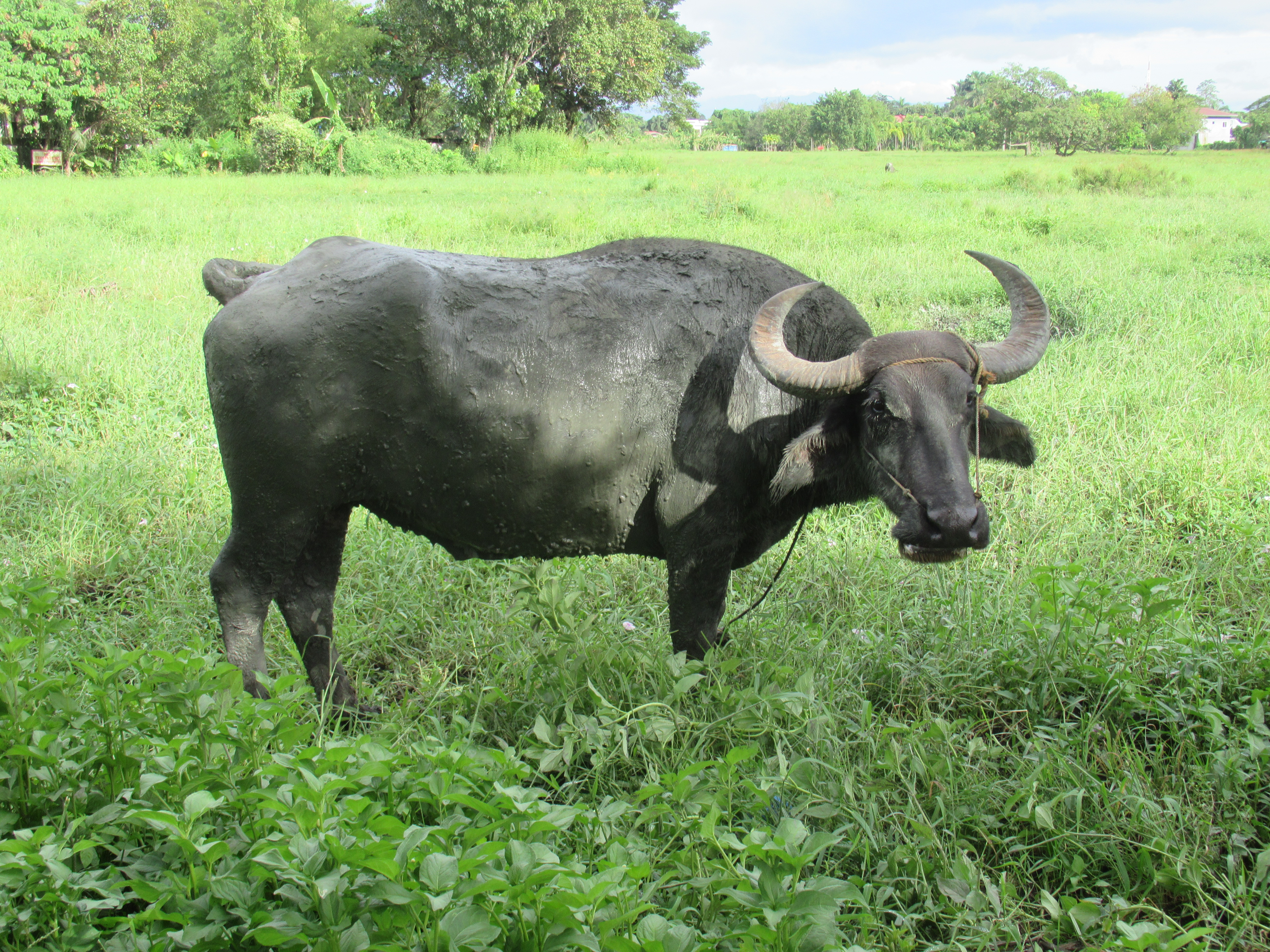 <p>Philippine Carabao</p>