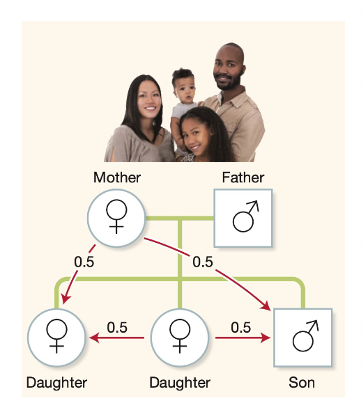\- the autosomes of a diploid species, the alleles in a mother are related to those in her offspring, with r = 0.5

\- alleles in a given daughter are also related to those in her brothers and sisters, with r = 0.5