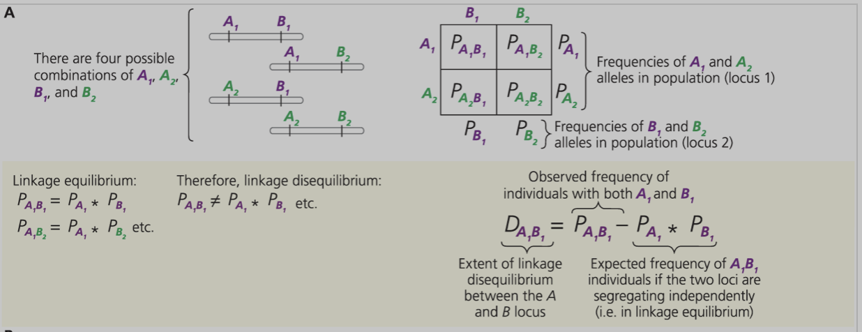 LD stands for Linkage Disequilibrium, which is the non-random association of alleles at two or more loci. LD can be detected by measuring the degree of association between alleles at different loci.

𝑫𝑨𝟏𝑩𝟏 = 𝑷𝑨𝟏𝑩𝟏 − 𝑷𝑨𝟏 ∗ 𝑷𝑩𝟏 is the formula for calculating the difference between the observed frequency of a particular haplotype (allele combination) and the expected frequency of that haplotype if the alleles were randomly associated. This is used to measure the degree of LD between two loci.
