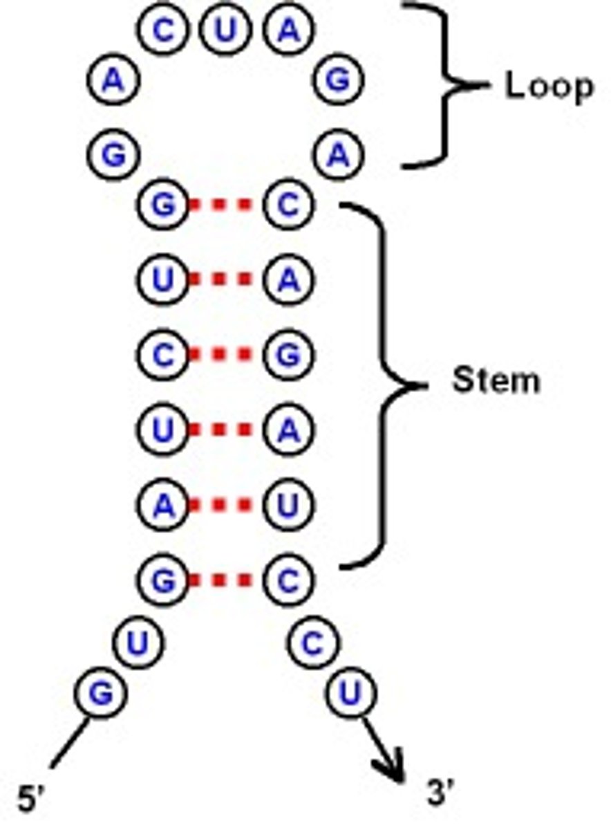 <p>creates a predictable three-dimensional structure essential for their function.</p>
