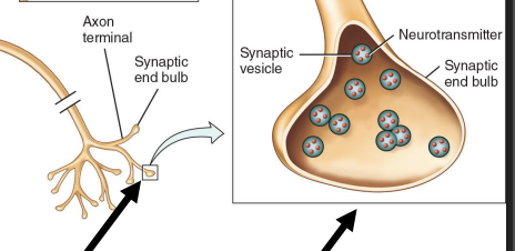 <ul><li><p>they carry impulses <strong>away</strong> from cell body (think axon away) </p></li><li><p>it is a <strong>single long process </strong></p></li><li><p>it starts at the <strong>axon hillock</strong></p></li><li><p>it branches at the end to create <strong>axon terminals </strong></p></li><li><p>the <strong>axon terminals</strong> that contains <strong>vesicles</strong> that are filled with <strong>neurotransmitter</strong> </p></li></ul><p></p>
