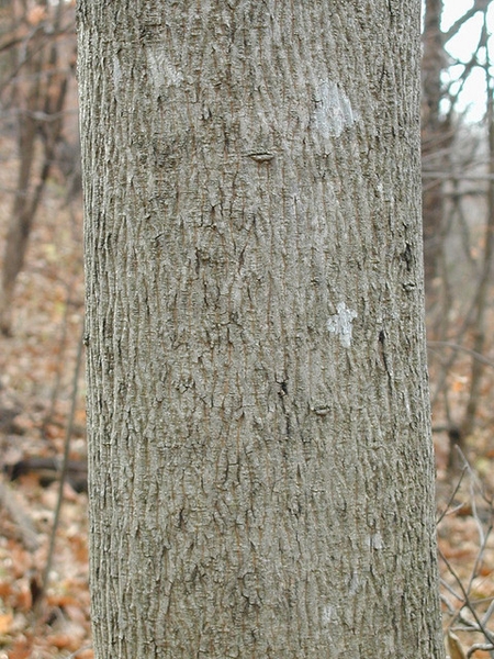<p>bitternut hickory, Carya cordiformis (Juglandaceae)</p>