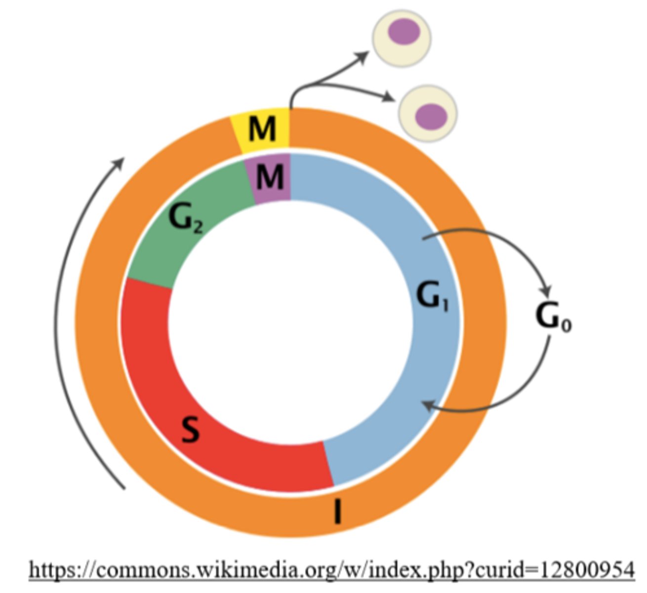<p>G1 (possibly G0), S, and G2 phase</p>