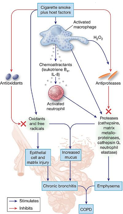 <p>Explain the pathophysiology of COPD</p>