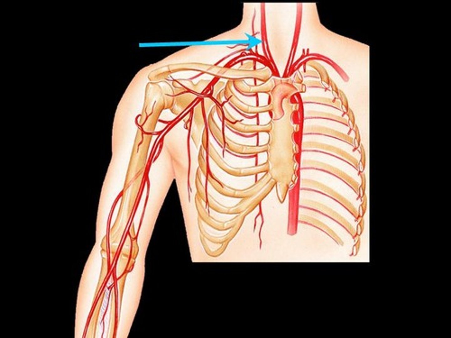 <p>Identify the vessel (include side and artery vs vein)</p>