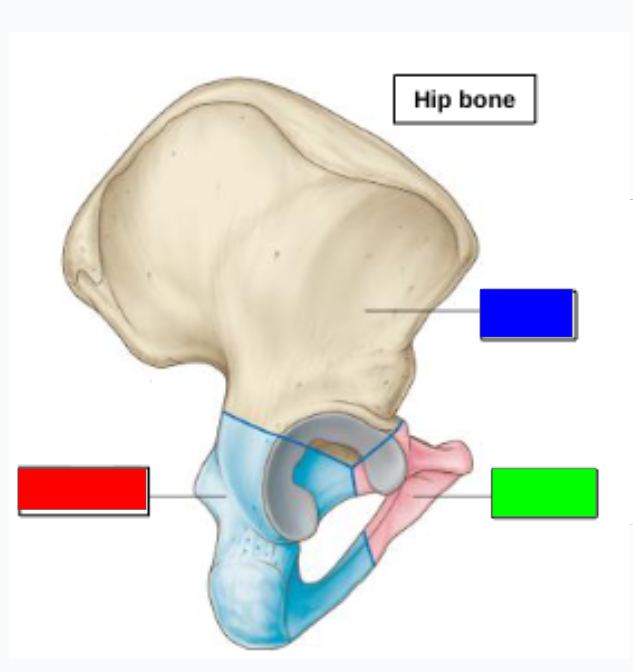 <p>what structure is that? BLUE</p>