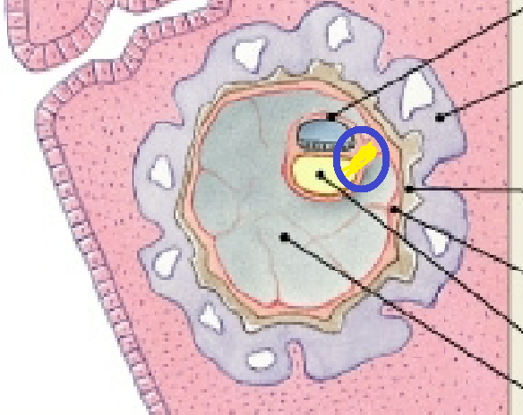 <p>duct at the end of yolk sac. structural base for umbilical cord</p>
