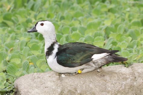 <p>Family: Anatidae</p>