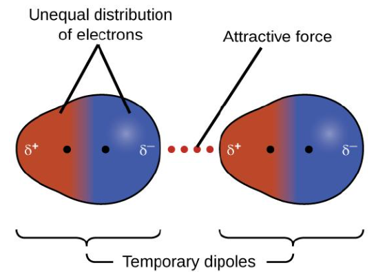 <p><u>London Dispersion Forces vs. Dipole-Dipole Interactions vs. Hydrogen Bonds</u></p><p>The weakest of the intermolecular interactions </p><p>The result of induced dipoles that change and shift moment to moment</p><p>Present in all atoms and molecules</p><p>A type of van der Waals force</p><p>Temporary</p>