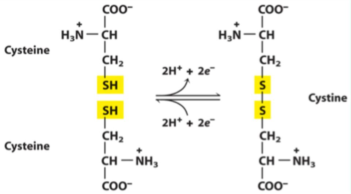 <p><strong>-SH</strong> (thiol/sulfhydryl) group</p>