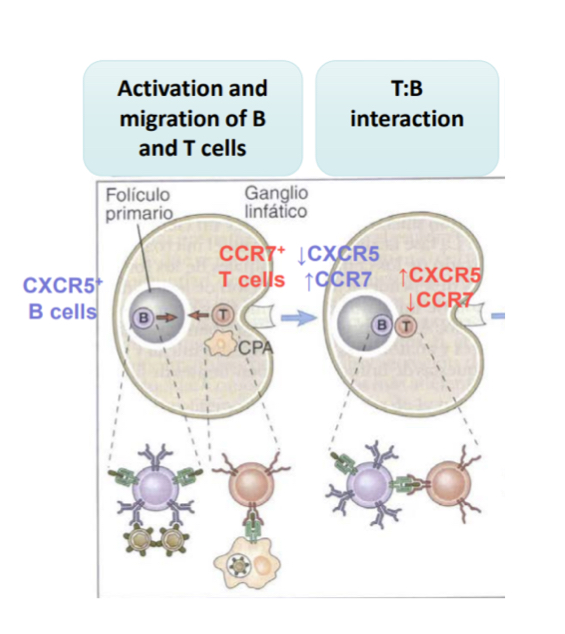 <ul><li><p><span>initially T and B cells are at diff locations, once B and T cells recognize the apthogen antigen, their chemokine receptors change and so they migrate elsewhere, meeting eachother along the way.. the B cell will begin to secret antibdies and isotype switching</span></p></li></ul><p></p>