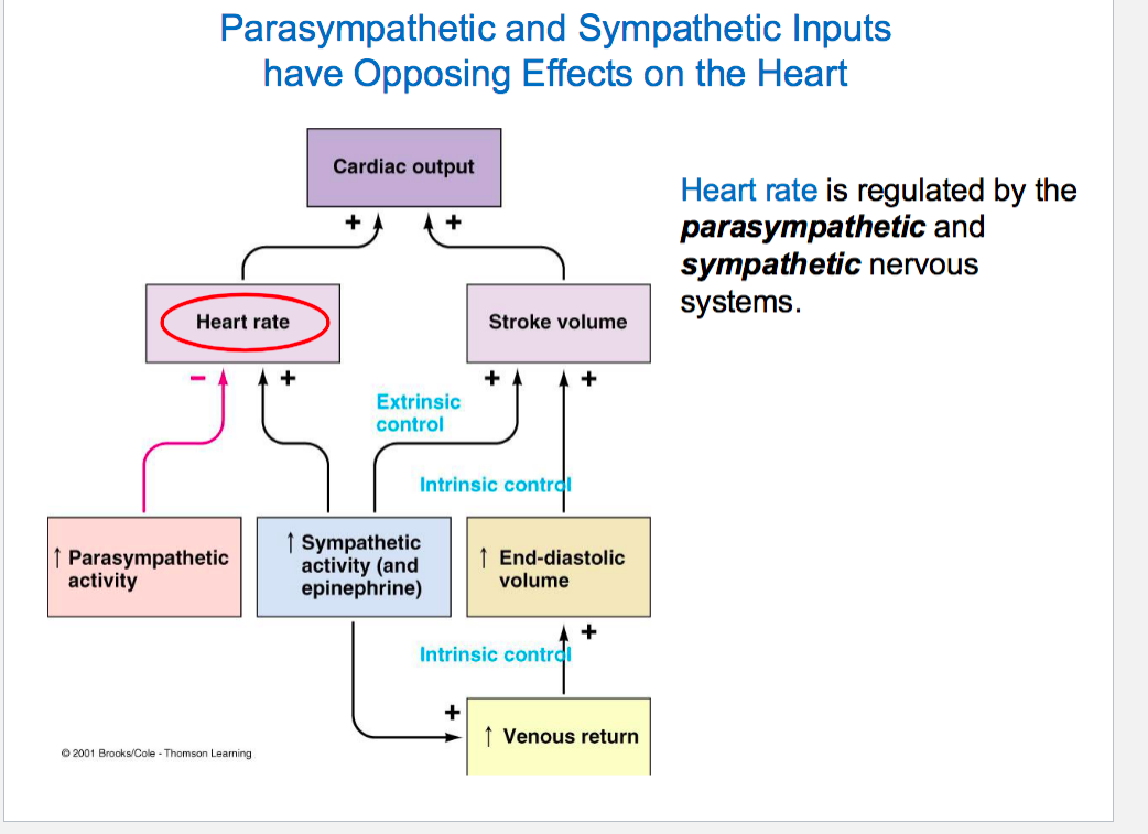 <p>volume of blood pumped out by each ventricle per minute: CO= HR by Stroke Volume. avg HR is 70 bpm per minute and CO is 5 liters per min</p><p>HR is regulated by parasympathetic and sympathetic nervous systems and stroke volume is regualted extrinsically by sympathetic nervous system while nervous system is regulated intrinsically by volume of venous blood returning to ventricles </p>
