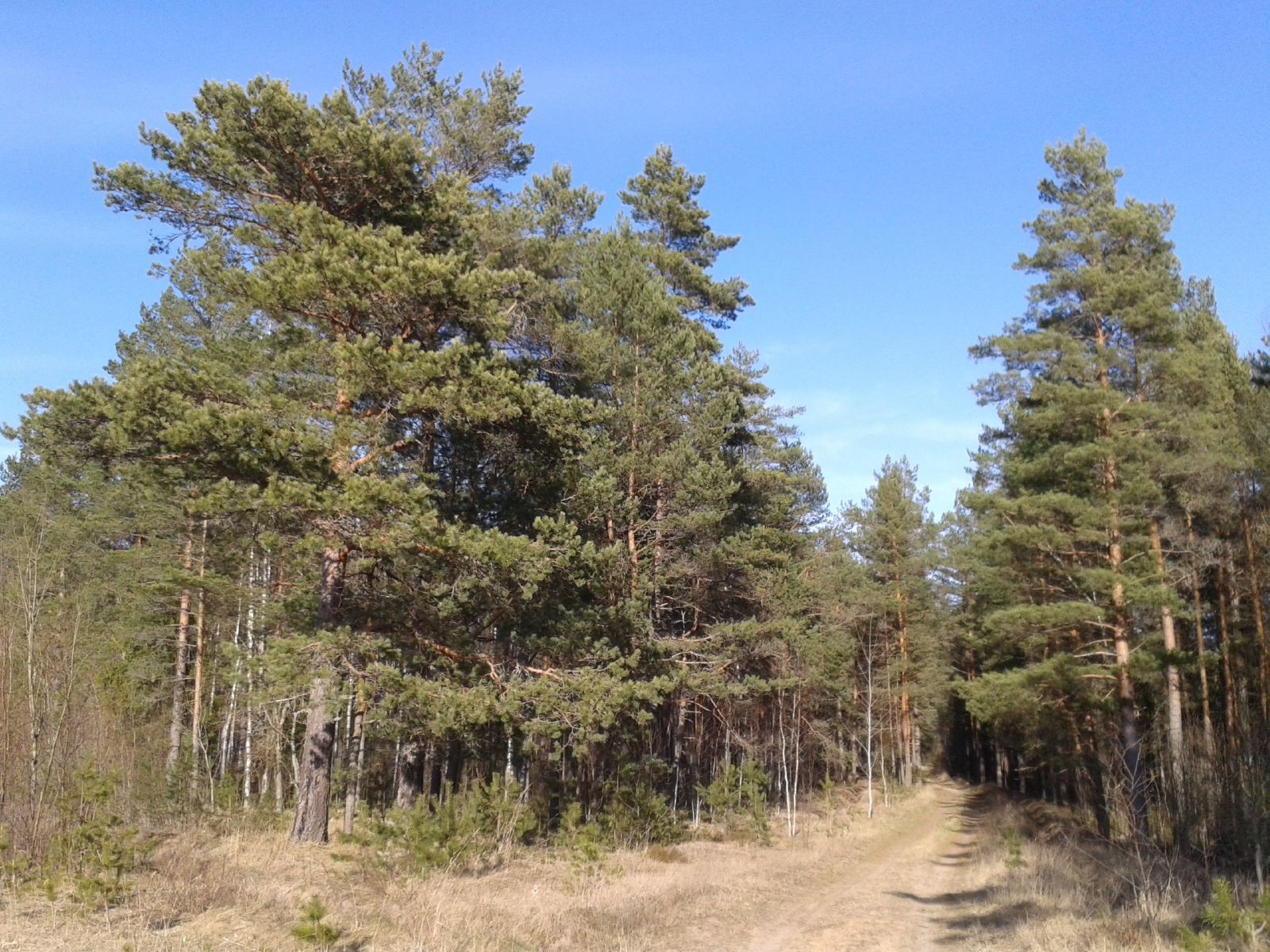 <p>wood, the woods</p>