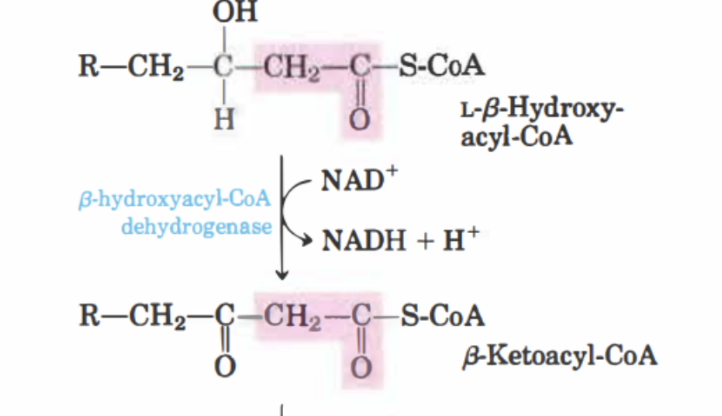 <p>I det tredje steget kommer  <strong>β-hydroxyacyl-CoA </strong>att oxideras till <strong>β-ketoacyl-CoA </strong>med  <strong>β-hydroxyacyl-CoA dehydrogenas. </strong></p><p>NAD<sup>+</sup> reduceras till NADH, dessa elektroner kommer doneras till NADH-dehydrogenas. </p>