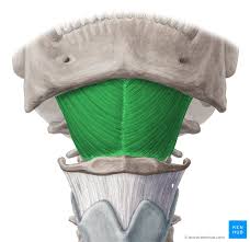 <p>What muscle is this? </p>