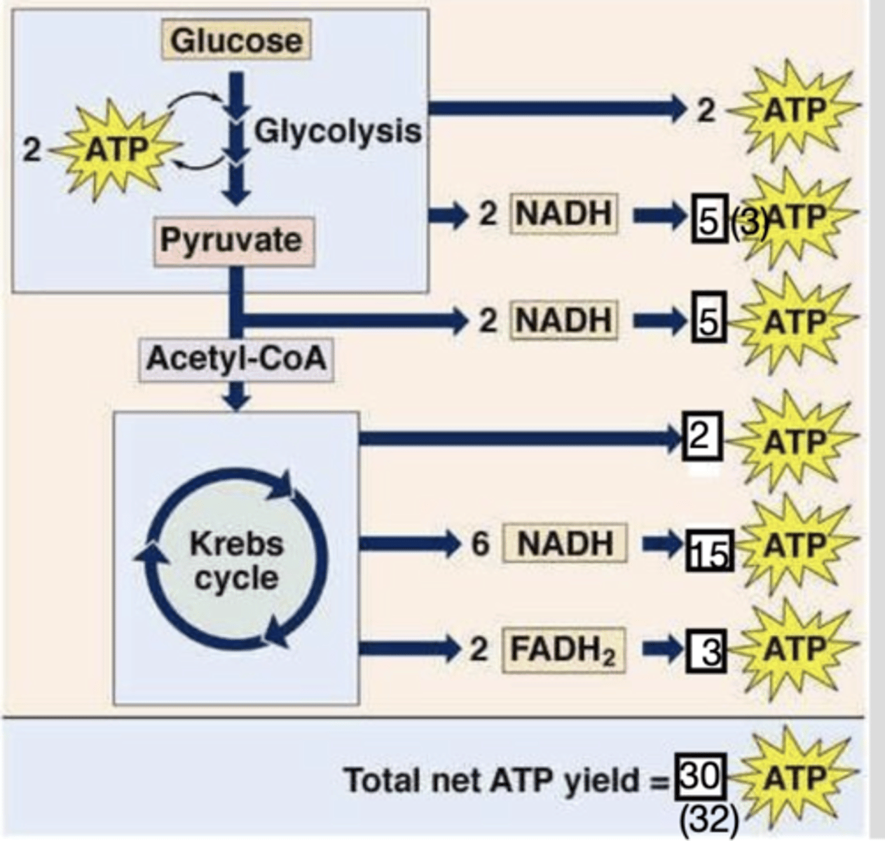 <p>vienai ATP molekulei oksiduojantis gauname 30-32 mol ATP (priklausomai nuo šunto, kuris tam tikrame audinyje yra naudojamas)</p>