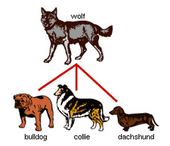 The process in which humans determine which individuals breed, typically with a preconceived set of traits in mind
