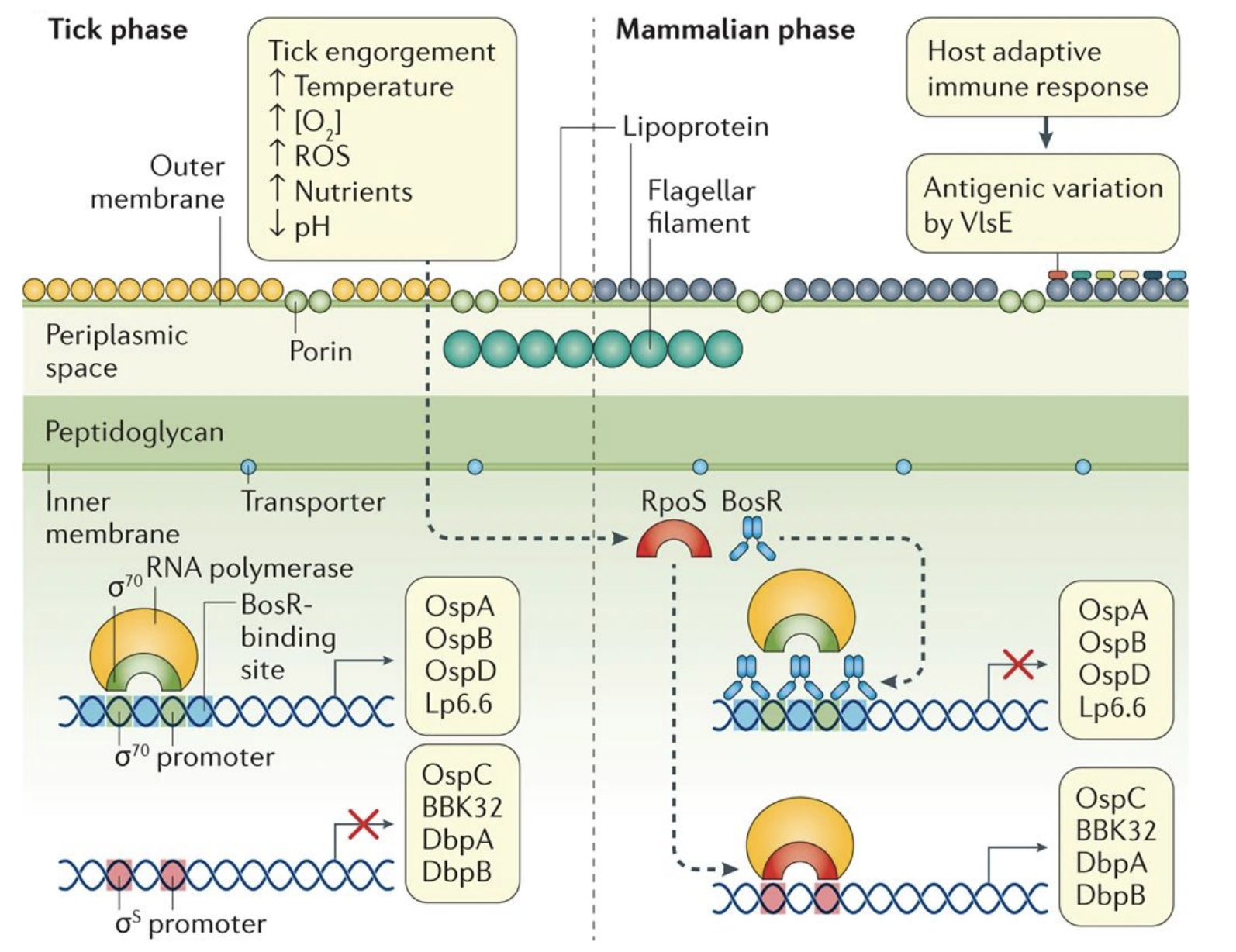<p>Must survive in <strong>both tick and mammalian hosts</strong> → major gene expression changes.</p><ul><li><p>Tick phase: outer membrane proteins (OspA, OspB).</p></li><li><p>Mammalian phase: different proteins (OspC, BBK32, DbpA/B).</p></li><li><p>Triggered by ↑temperature, ↓O₂, ↑nutrients, ↓pH during tick feeding.</p></li></ul><p></p>