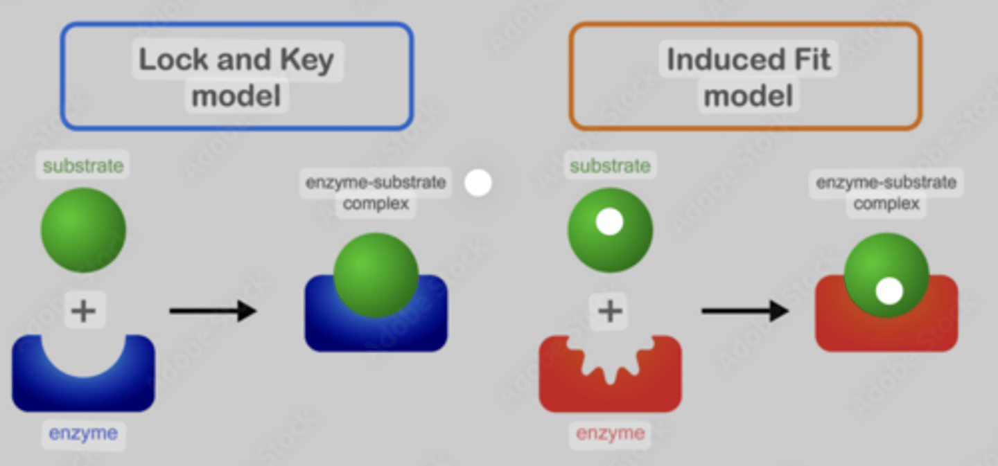 <p>The active site molds around the substrate</p><p>This distorts the bonds</p><p>Lowering the activation energy</p>