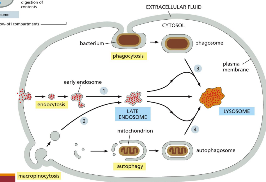 <ol><li><p class="Paragraph SCXW71305561 BCX0" style="text-align: left"><span><u>Endocytosis </u>= cells take in components of the plasma membrane and extracellular space and deliver them to internal compartments called endosomes&nbsp;</span></p></li></ol><ol start="2"><li><p class="Paragraph SCXW71305561 BCX0" style="text-align: left"><span><u>Phagocytosis </u>= the plasma membrane is directed to wrap around the particle to be engulfed until it fuses with itself, resulting in an enclosed phagosome inside the cell (bacteria)&nbsp;</span></p></li></ol><ol start="3"><li><p class="Paragraph SCXW71305561 BCX0" style="text-align: left"><span><u>Autophagy </u>= This pathway engulfs parts of the cytosol or whole organelles into a newly assembled compartment, which then fuses with lysosomes to deliver its contents for degradation&nbsp;</span></p></li></ol><ul><li><p class="Paragraph SCXW71305561 BCX0" style="text-align: left"><span>Deletion of obsolete cell parts via lysosomal digestion&nbsp;</span></p></li></ul><ol start="4"><li><p class="Paragraph SCXW71305561 BCX0" style="text-align: left"><span><u>Macropinocytosis </u>= a process whereby the plasma membrane protrudes from the cell and engulfs a portion of the surrounding extracellular fluid into a macropinosome.&nbsp;</span></p></li></ol><p></p>