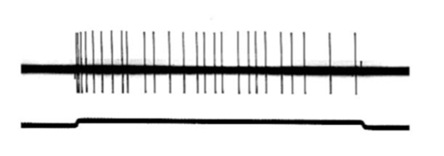 <p>Slowly adapting receptors are known as ________ _________ and respond to ___________ stimulation</p>