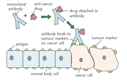 <p>How can monoclonal antibodies be used to treat diseases (different, tumour markers, drug, patient, kills)</p>