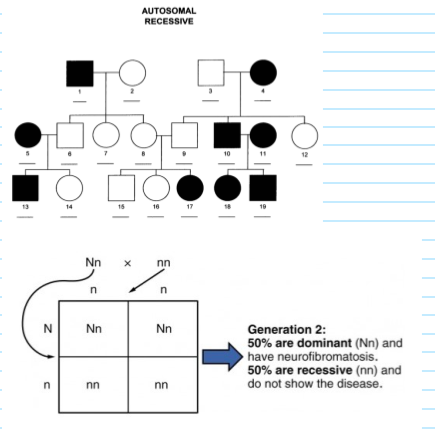 <p><span><strong><em>Two recessive alleles</em></strong></span> required to be inherited and phenotypically expressed.<span>&nbsp; </span>Individuals may be<span><strong> carriers</strong></span> of <span><strong>non-exhibiting recessive traits and tend to skip generations.</strong></span>  <span><strong>Sickle cell anaemia and Cystic fibrosis.</strong></span></p>