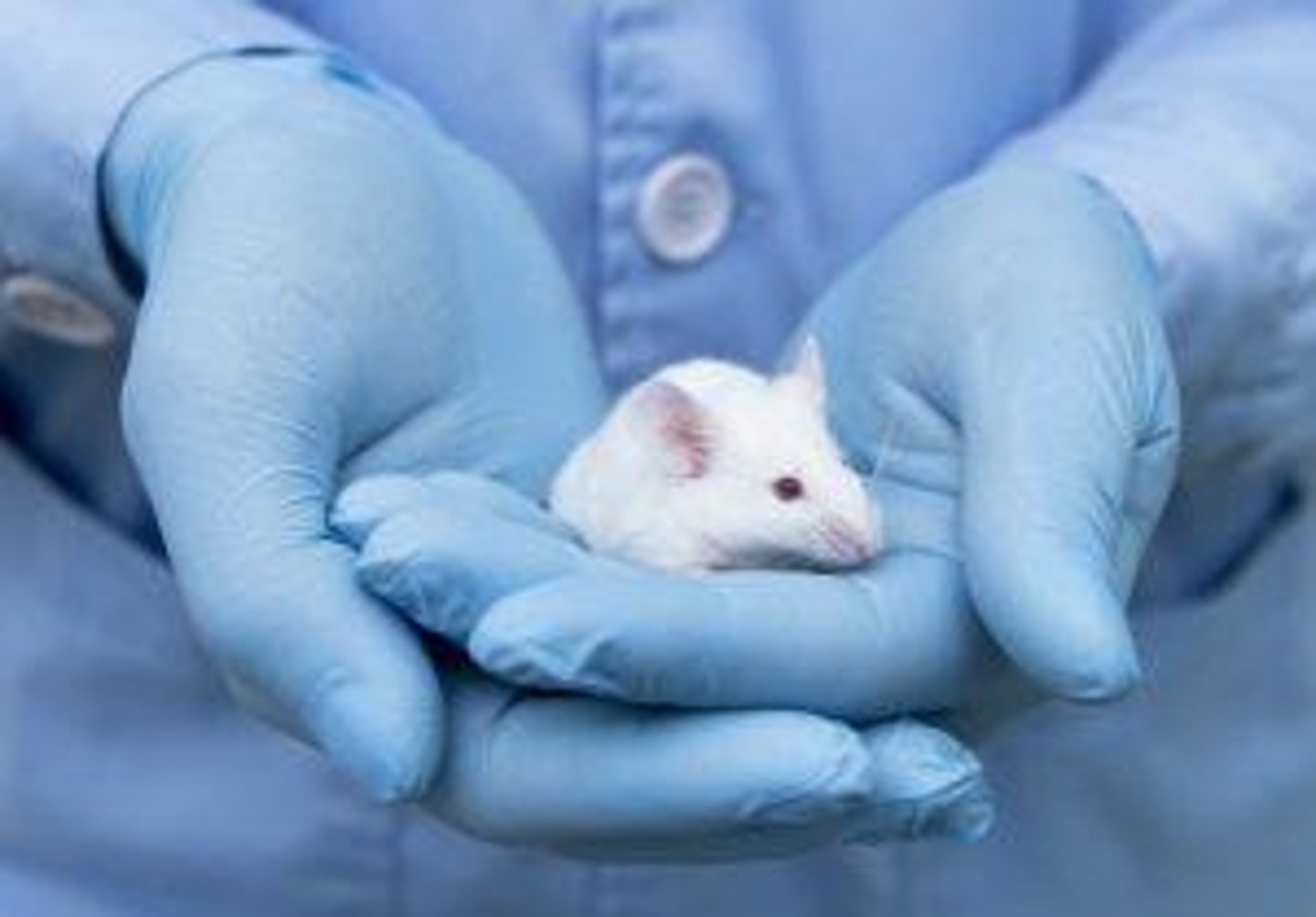 <p>Live animals are selected as subjects for applied research.</p>