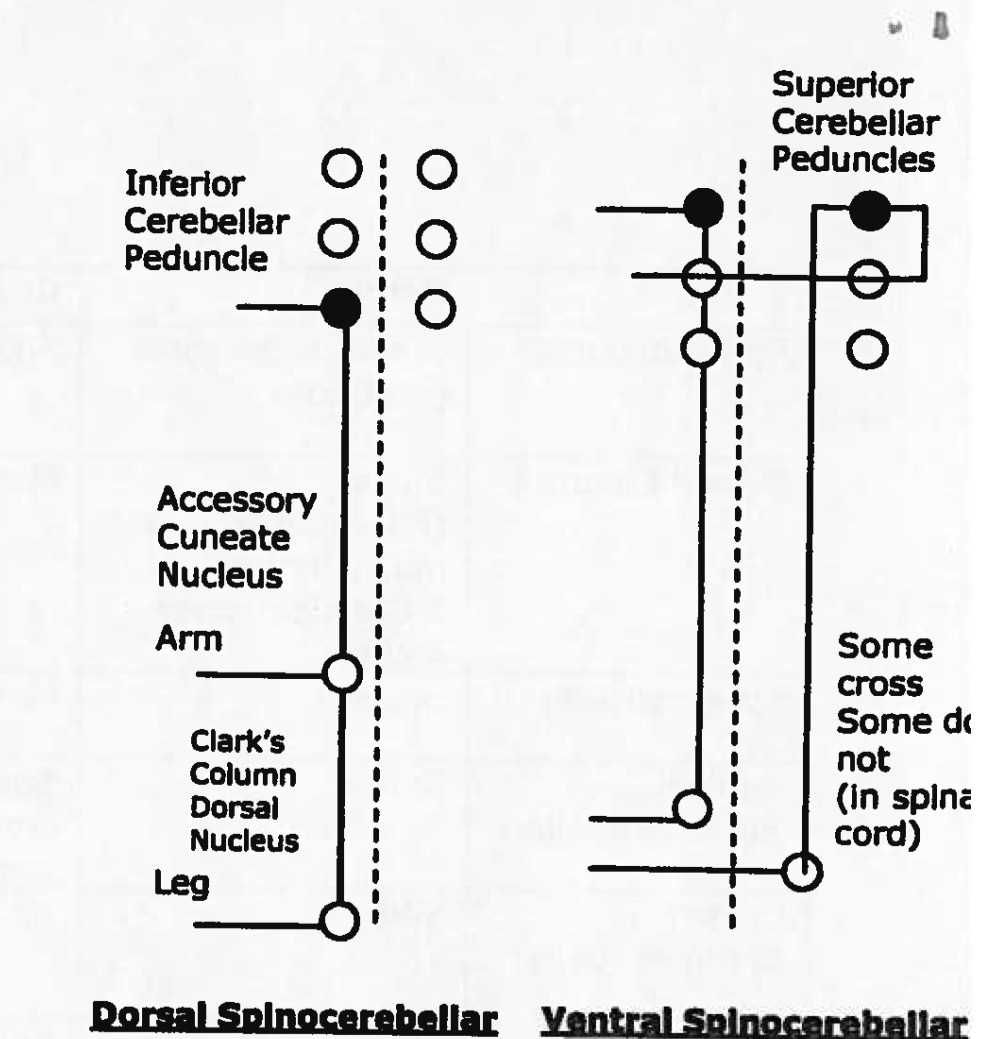 <p>function of ventral and dorsal spinocerebellar tract </p>