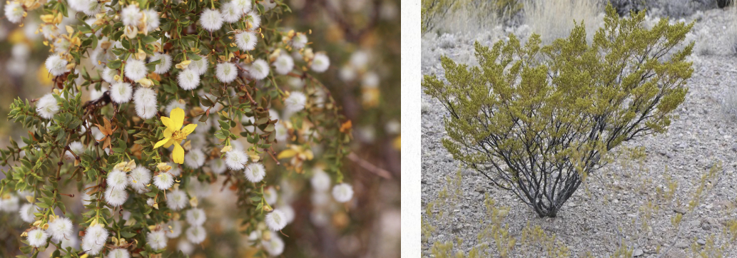 <p>Dominant plant of Mojave (2/2) &amp; CD (1/4)</p>