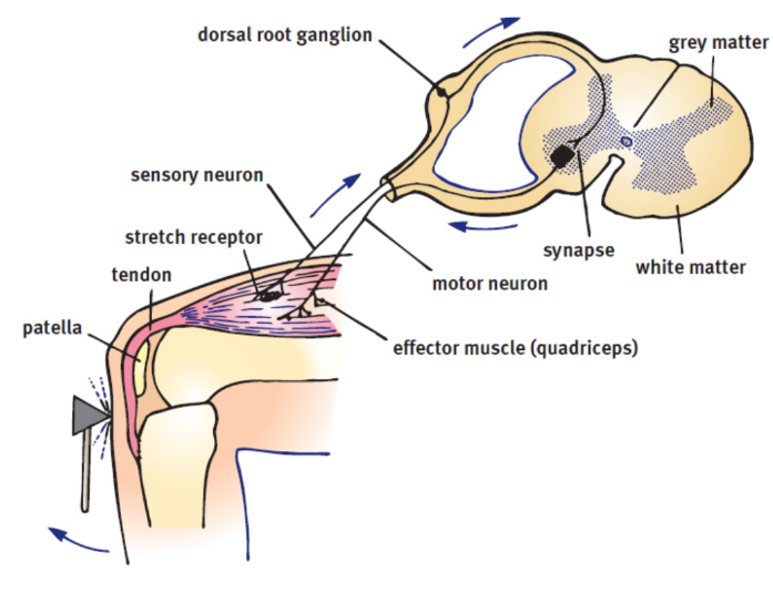 <p>single synapse between the sensory neuron that receives the stimulus and the motor neuron that responds to it</p><p>ex. knee-jerk - pattelar tendon stretched → afferent neuron → spinal cord → efferent neuron → contraction of the quadriceps muscles → leg extension → less tension on patellar tendon</p>