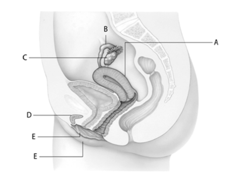 <p>The organ at letter ____ is lined with endometrium.</p>