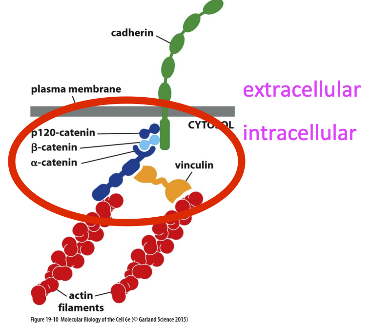 <p>Catenins and Vinculin used to connect to actin filament</p><ul><li><p>happens via force feeling upon homophilic binding</p></li></ul><p></p>