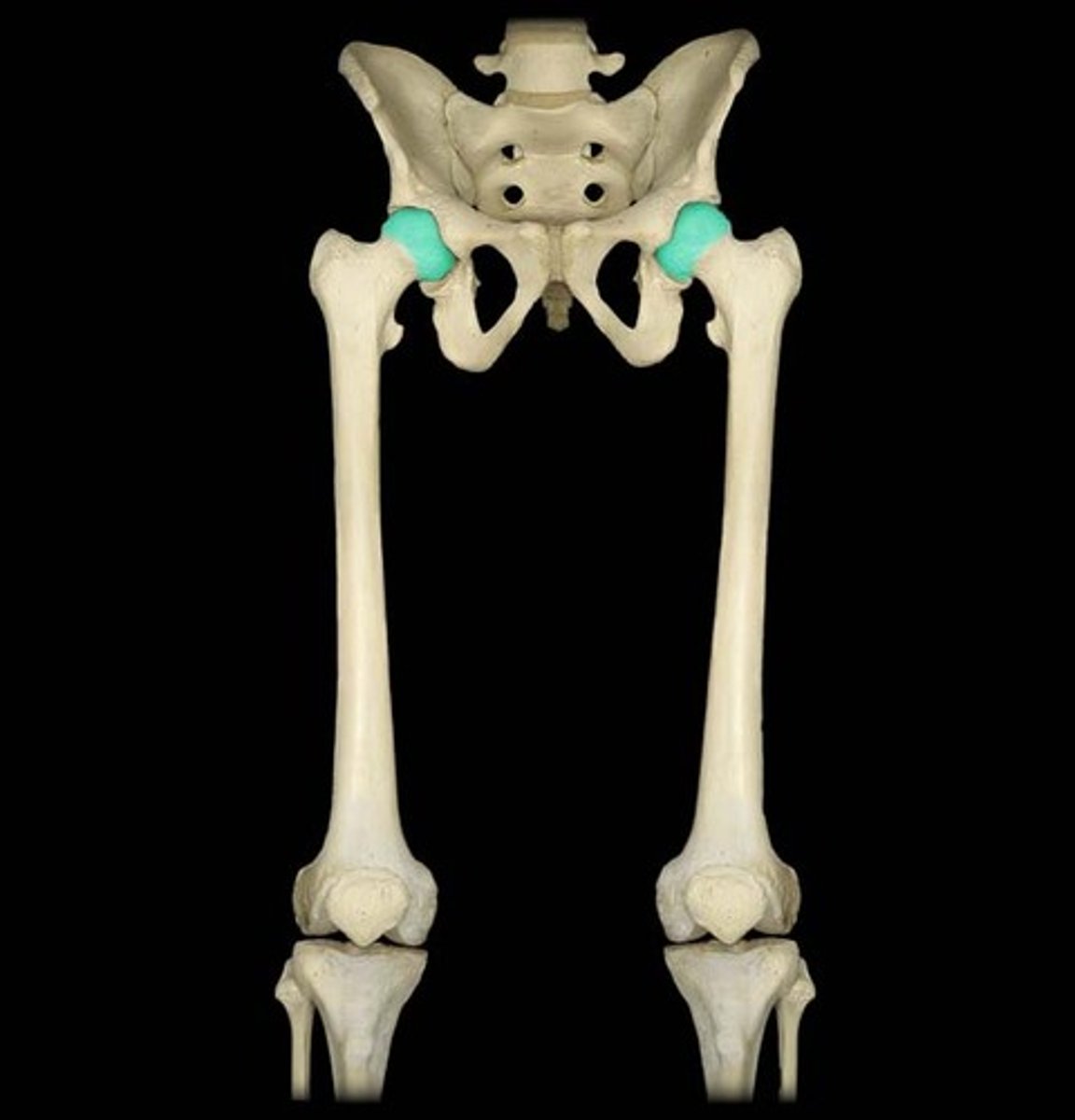 <p>Big smooth surface of a bone that articulates in ball and socket joints that allows for more movement</p>