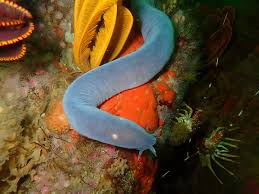 <p>-hagfishes/slime eels</p><p>-82 spp.</p><p>-marine </p><p>-no jaws, paired fins, scales, or vertebrae </p><p>-predators &amp; scavengers </p><p>-”teeth” of keratin on tongue (snail-like radula)</p><p>-glands along sides secrete viscous slime</p><p>-5-16 pairs of gills </p><p>-light detecting eyespots </p><p>-ventral heart with atrium and ventricle leading forward to gills </p><p>-self knotting behavior </p><p>-dioecious with external fertilization </p>