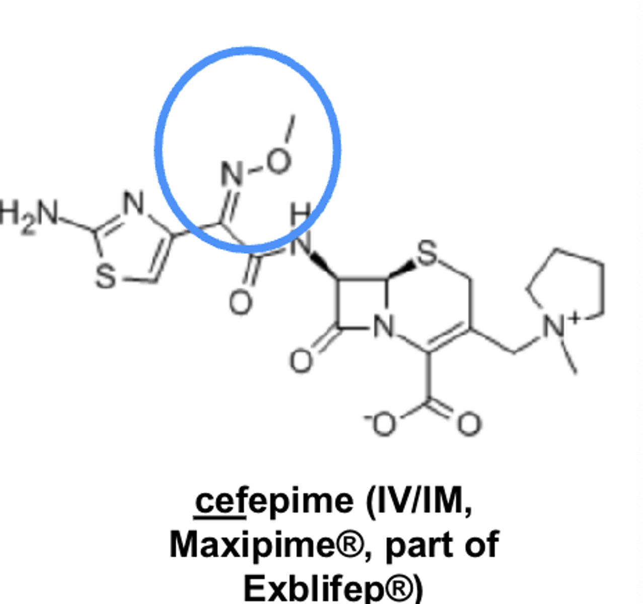 <p>- IV, IM</p><p>- oximes incr. resistance to beta-lactamases </p><p>- bactericidal</p><p>- potential second- or third-line therapy for infections d/t susceptible microorganisms </p><p>- ADRs primarily limited to hypersensitivity &amp; infection-site reactions </p><p>- cefepime </p>