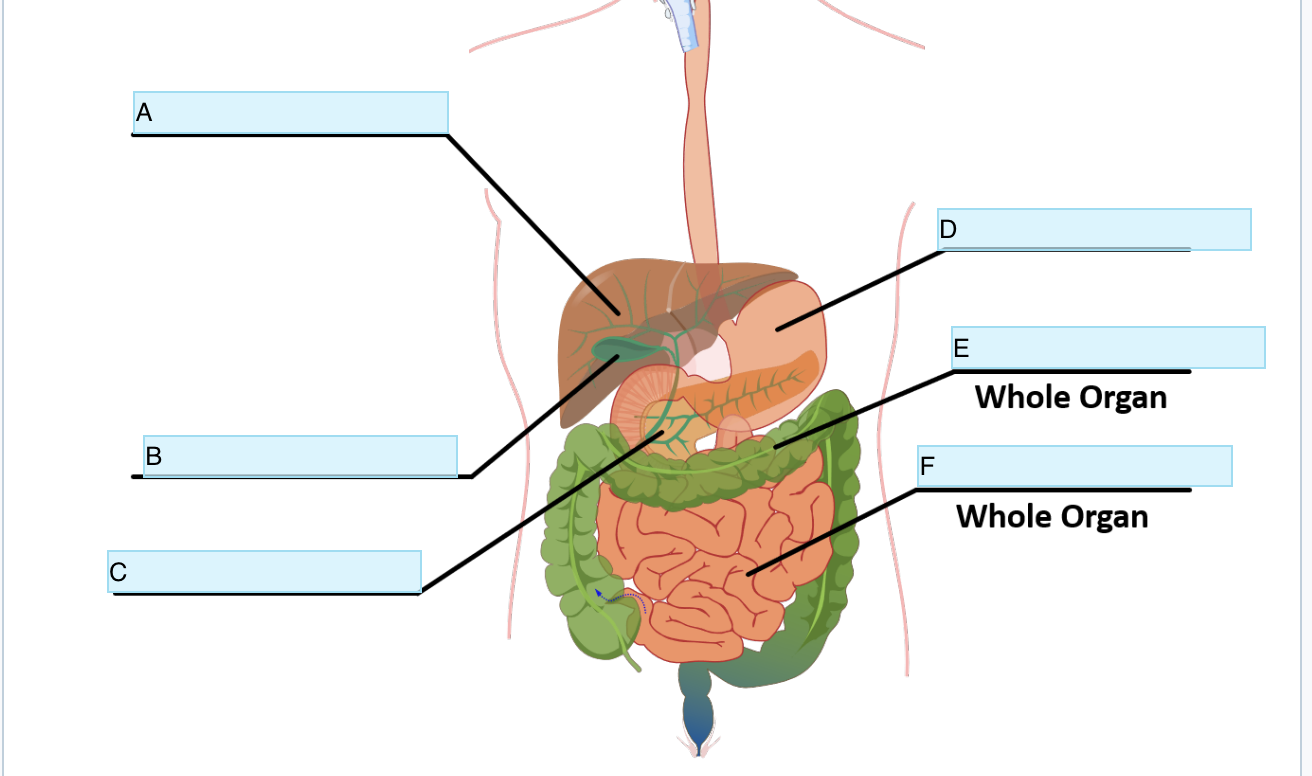 <p>Identify Organ A</p>