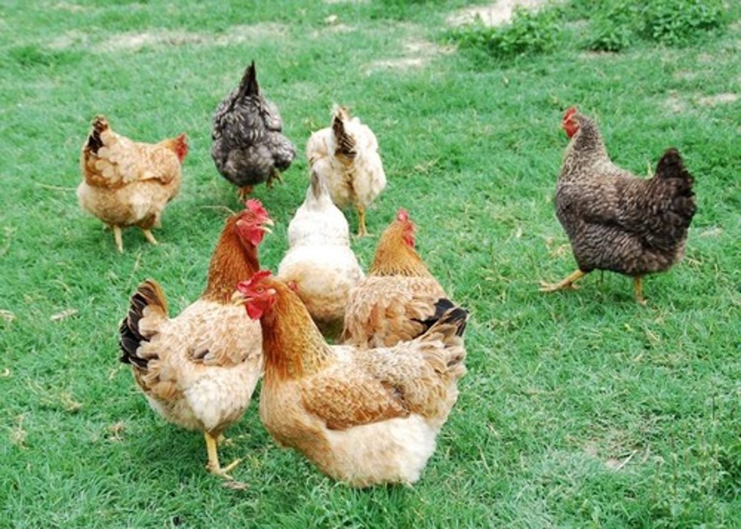 <p>chickens</p>